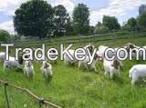 Boer Goats, Live Goats, Live Sheep, Lamb, Sheep Meat