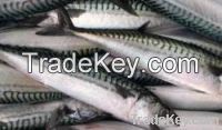 Sell Mackerel, Bonito, Tilapia Fish