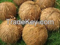 Best Price Semi Husked Coconut For Sale