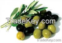 Sell Fresh Black And Green Olives