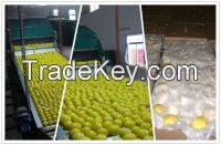 Fresh Eureka Lemon ( Adalia - Verna - green lime )