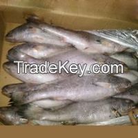 Frozen Sea Bass / Barramundi Fish