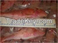 Frozen Red Mullet Sea Fish