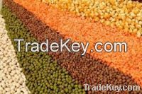 Red And Green Lentils For Sale