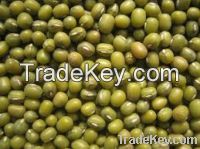 Mung Beans For Sale