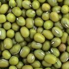 Green Mung Bean