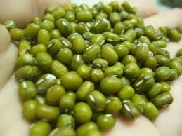 New crop green mung bean