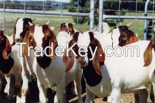 Live Boer Goats, Sheep and Cows