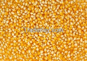 A GRADE YELLOW CORN FOR ANIMAL FEED