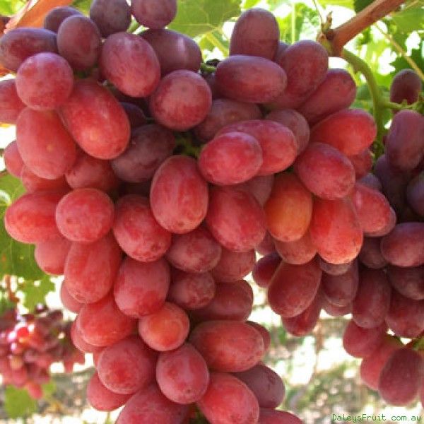 Fresh crimson grapes