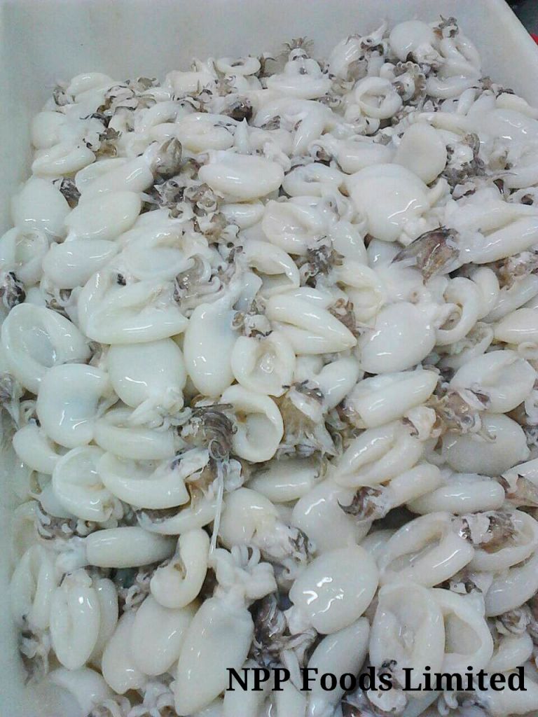 Whole Cleaned Frozen Cuttlefish