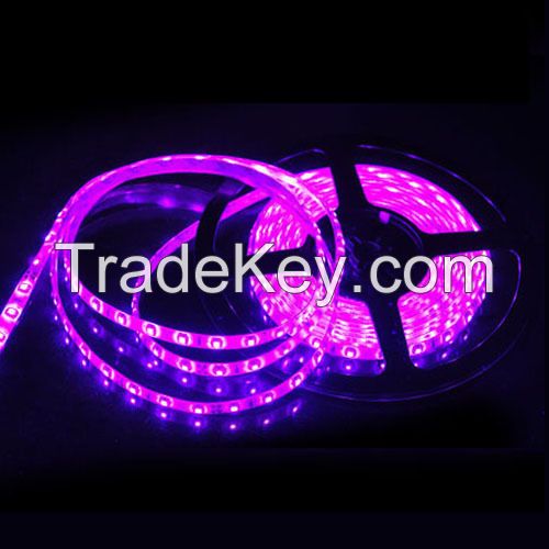 SMD LED strip purple 5050/3528