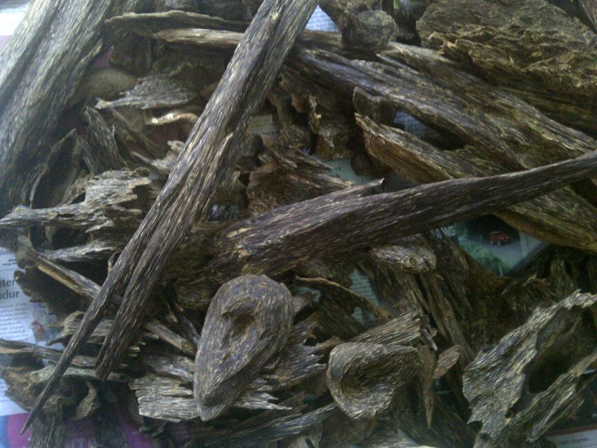 Agarwood