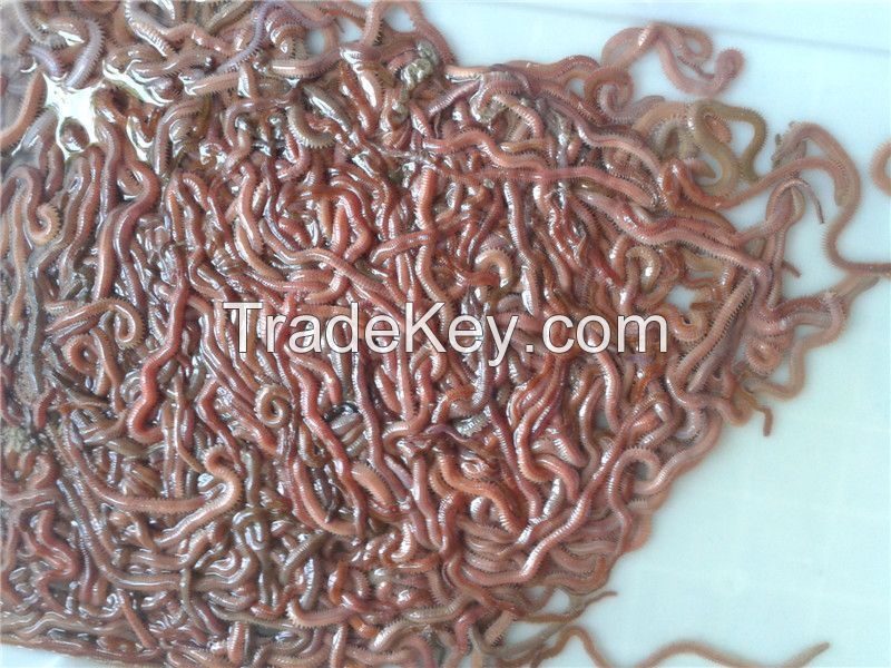 marine worm, marine bait, worm bait, marine worm bait