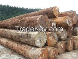 Ebony wood logs and timber