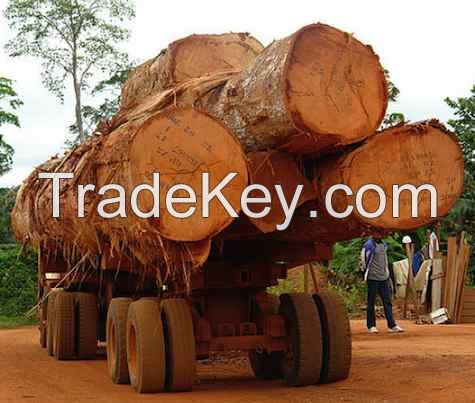 Sapele African wood logs and timber
