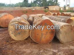 African Padauk wood logs and timber
