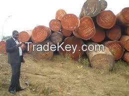 Mahogany African Teak wood logs and timber