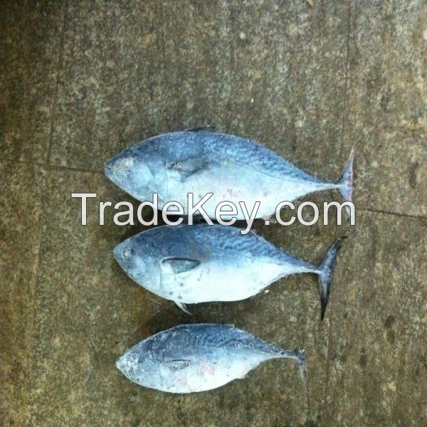 Frozen kawakawa tuna Euthynnus Affinis for human use