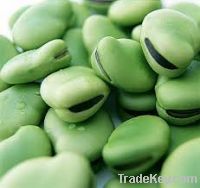 Broad Beans