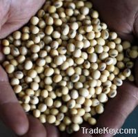 Soybeans