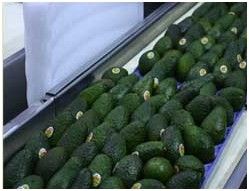 Fresh Avocados