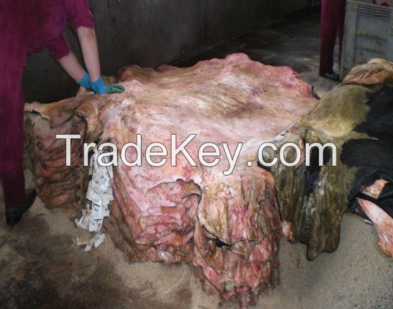 Cow Skins, 