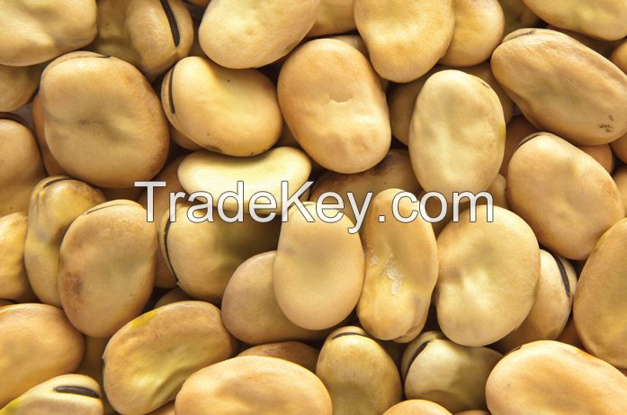 Broad Beans