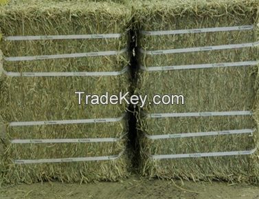 Alfalfa Hay, Pellet, Cubes