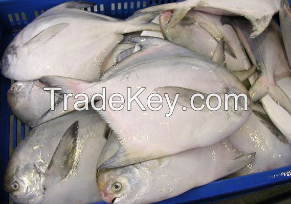 Fresh Silver Pomfret, Frozen Silver Pomfret