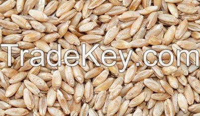 Wheat Grains