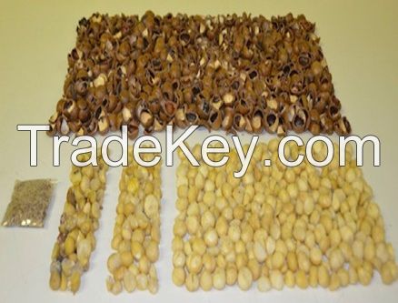 Macadamias Nuts