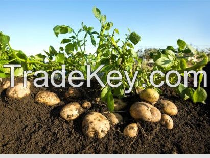 Atlantic Seed Potato / French fries Potato