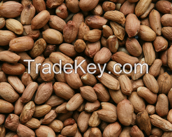 Runner Peanut/ Argentine Origin