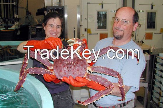 Live RED King Crabs