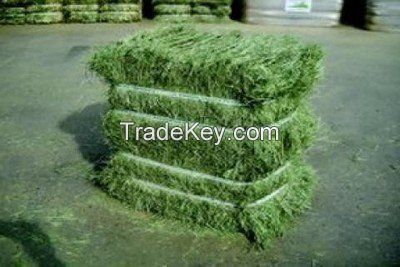 Alfalfa Hay, Supreme Quality Alfalfa Hay, Timothy Hay at factory prices