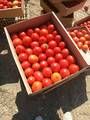 Fresh Tomatoes