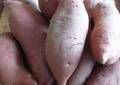 Fresh Sweet Potatoes