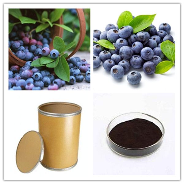 100% natural 25% anthocyanidins bilberry extract powder