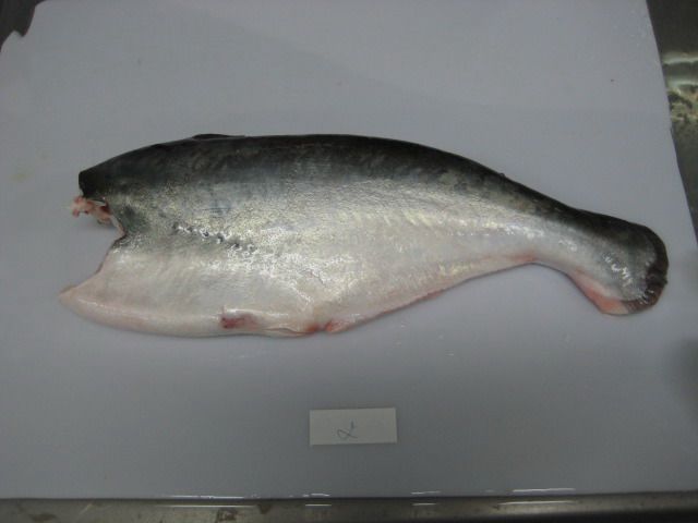 PANGASIUS