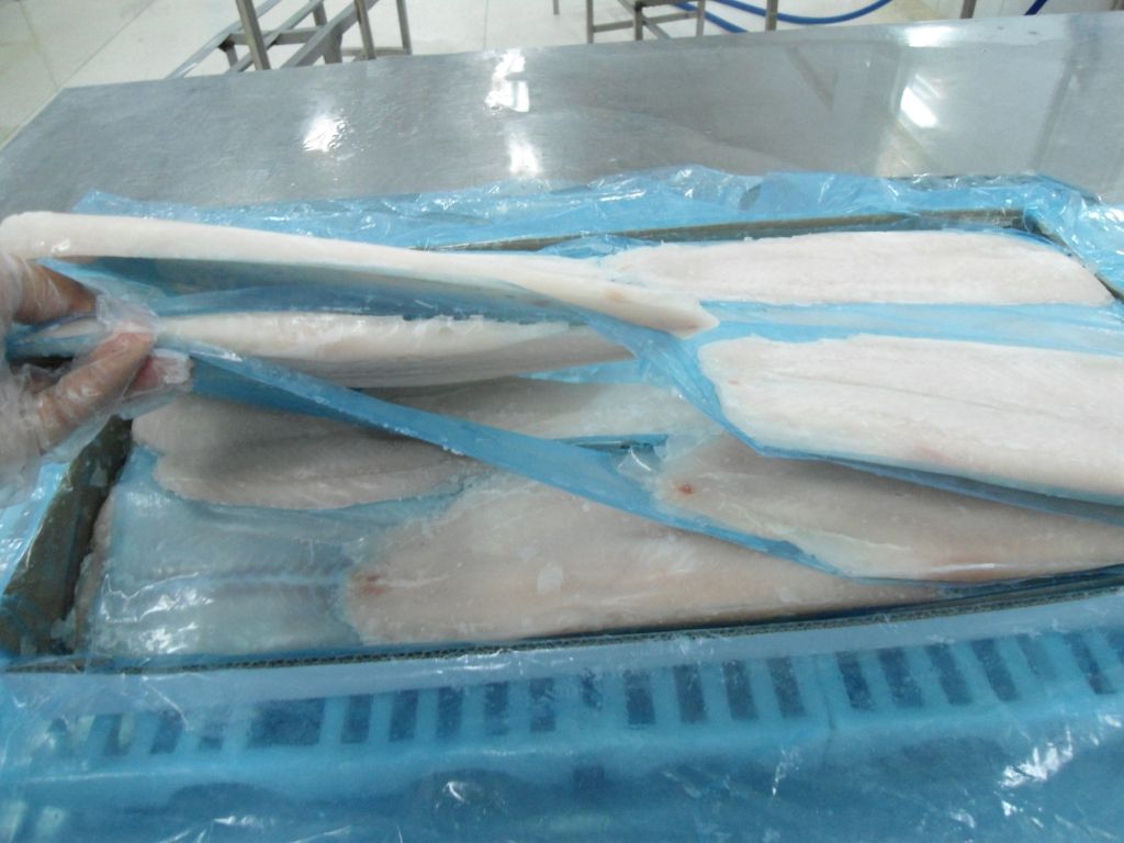 PANGASIUS