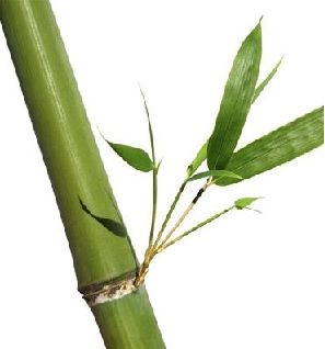 Bamboo For Paper-Making