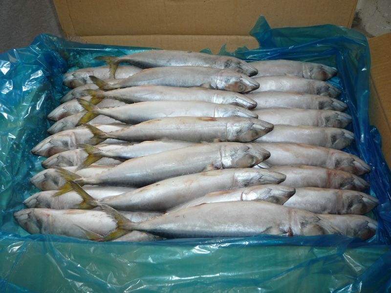 whole round fish of mackerel new caught