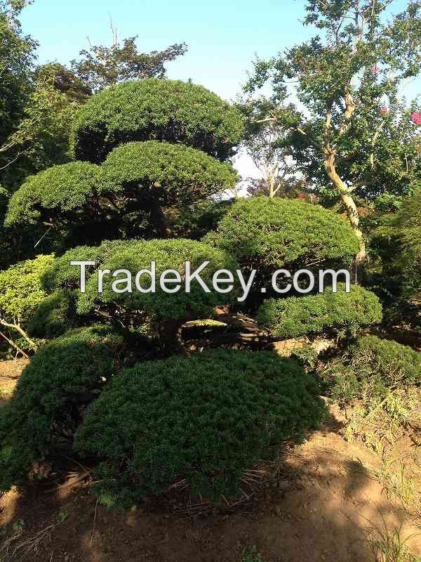 Sell Macro bonsai