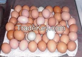 Fresh Chicken Eggs, white and brown table eggs