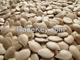 New crop pumpkin seeds and kernels
