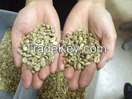 Arabica and Robusta Coffee Bean