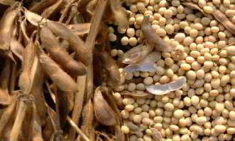 Soya Beans, Protein 35% min, Oil 19% min
