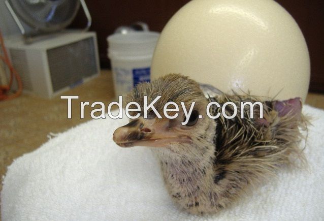 Ostrich Chicks and Fertile Eggs