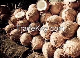 Semi husked coconut Viet Nam